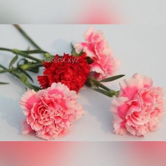 **从“Flower”中寻觅“love”：在细微处发现爱的真谛**